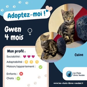 Adopter Gwen