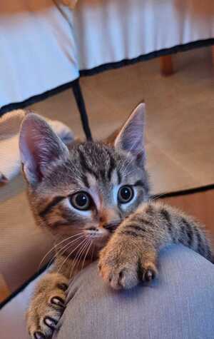 Adopter Ben