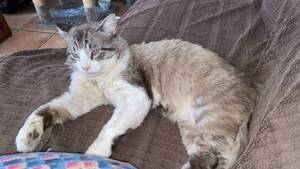 Adopter Loulou