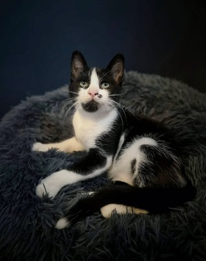 Adopter FIGARO