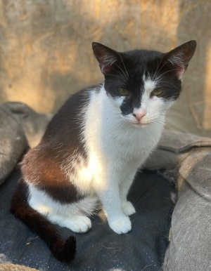 Adopter Scarlett