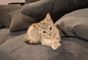 Adopter BUDDY