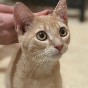 Adopter Maïqui