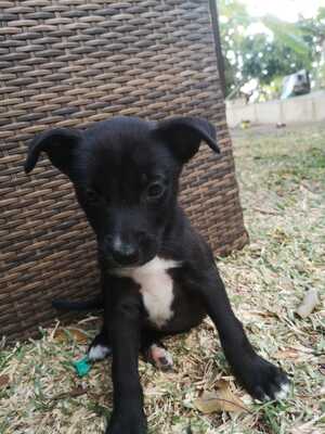 Adopter Naxos 