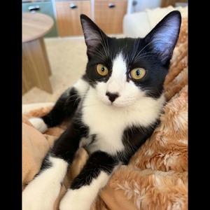 Adopter Morpheus