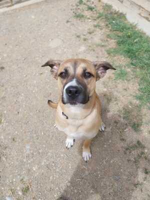 Adopter Iris