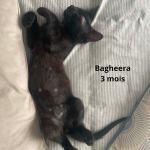 Adopter BAGHEERA 