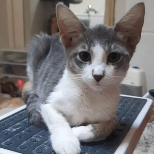 Adopter Bossa Nova
