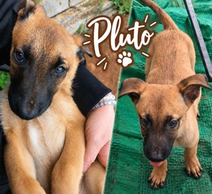 Adopter Pluto