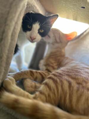 Adopter Ben & Billy