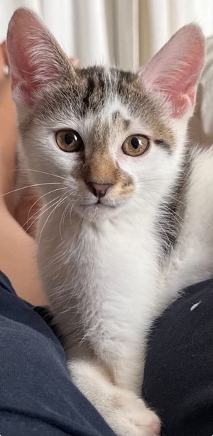 Adopter Truffo 