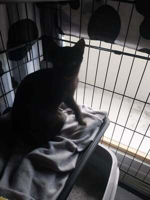 Adopter Bigoudi