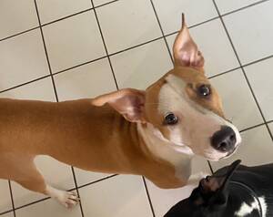 Adopter GYPSIE