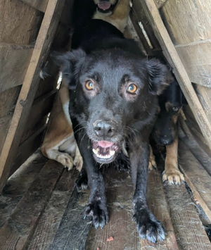 Adopter Safran