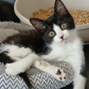 Adopter ORIANE