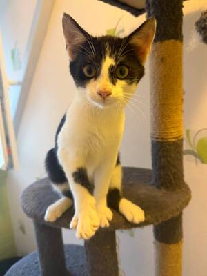 Adopter Blume