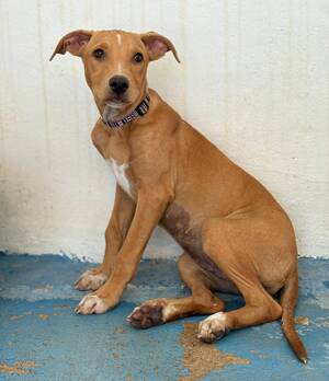 Adopter Amelia