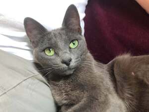 Adopter Smoke