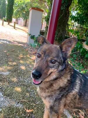 Adopter Kimi