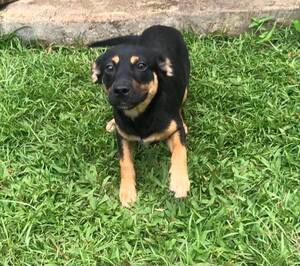 Adopter Sanna