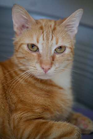 Adopter Mufassa