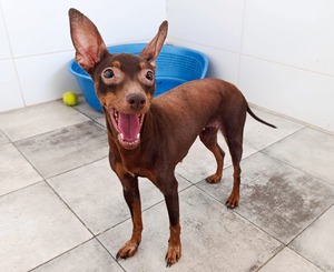 Adopter CANELA