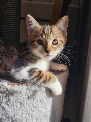 Adopter Moony