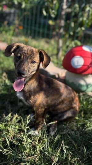Adopter Rainbow