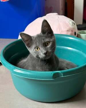 Adopter Blue