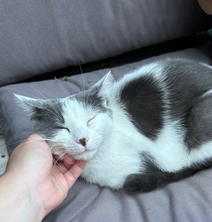 Adopter Étoile