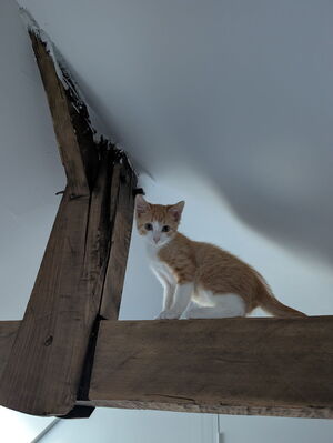 Adopter Rambo 