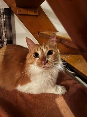 Adopter Nounours