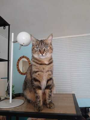 Adopter Mai Mai