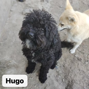 Adopter Hugo, caniche de Chine!