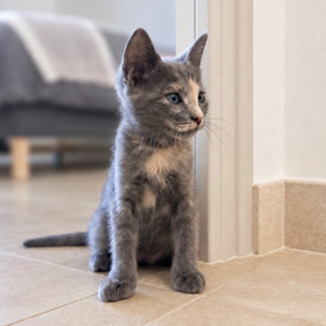 Adopter Nova