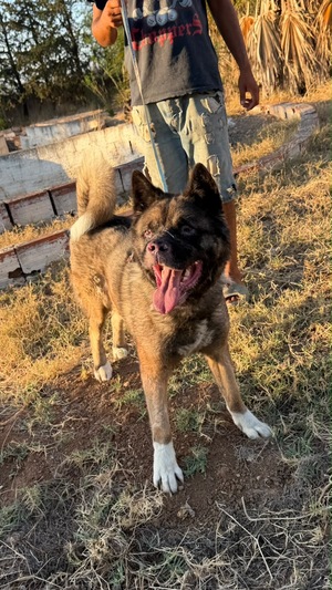Adopter Tony