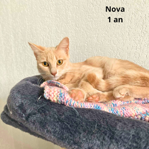 Adopter NOVA