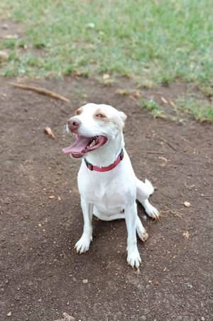 Adopter Dolce