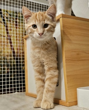 Adopter Caramel