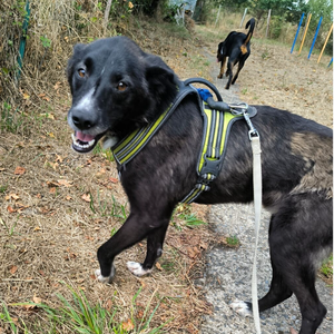 Adopter Zoomiz