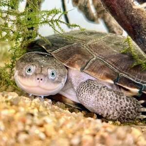 Adopter Pélomedusa 