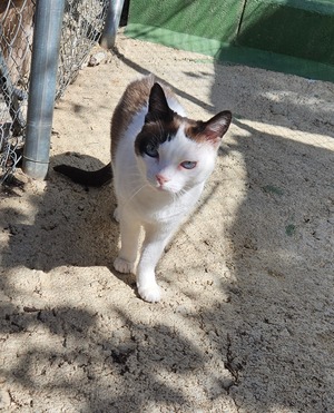 Adopter Fendi