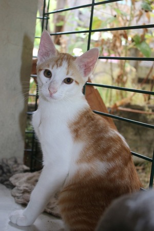 Adopter Beelzebub