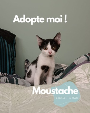 Adopter Moustache