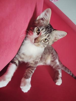 Adopter Bordeaux 