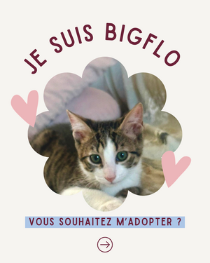 Adopter BigFlo