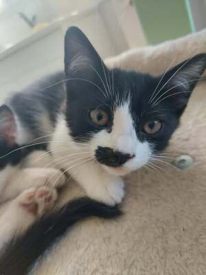Adopter Briska