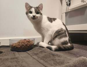 Adopter Millie