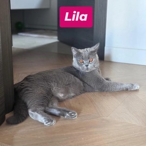 Adopter Lila