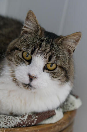 Adopter Vagabond